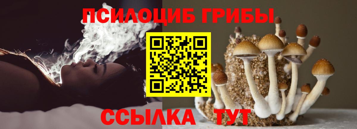 Псилоцибиновые грибы Psilocybe  Вход с VPN  Арсеньев 